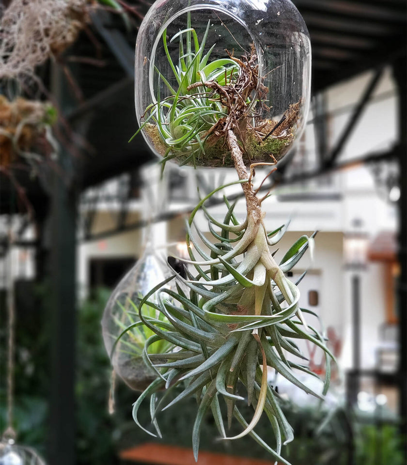 The Ultimate Guide to Air Plants in Sri Lanka