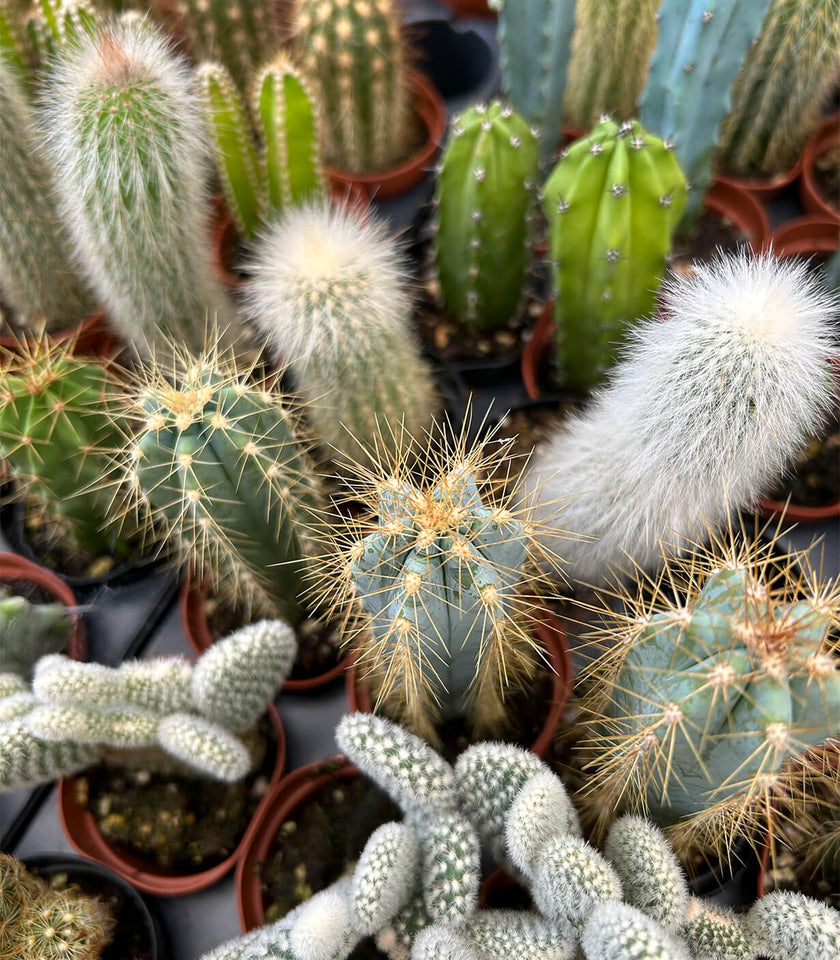 The Best Cacti for Sri Lanka’s Tropical Climate