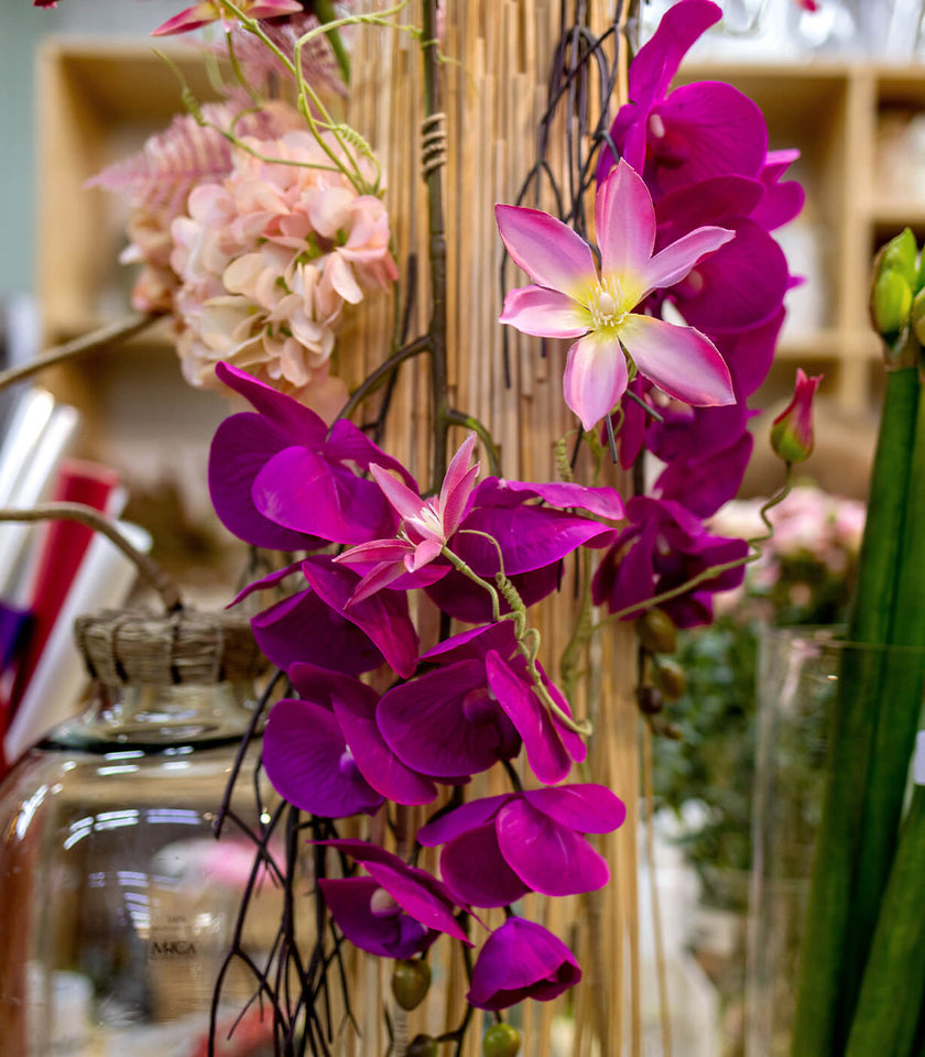 How to Grow Orchids Successfully in Sri Lanka
